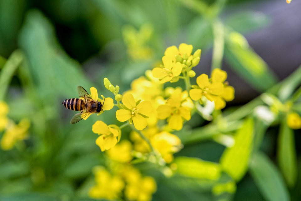 bee-on-yellow-flowers-2021-08-26-15-42-37-utc.jpg