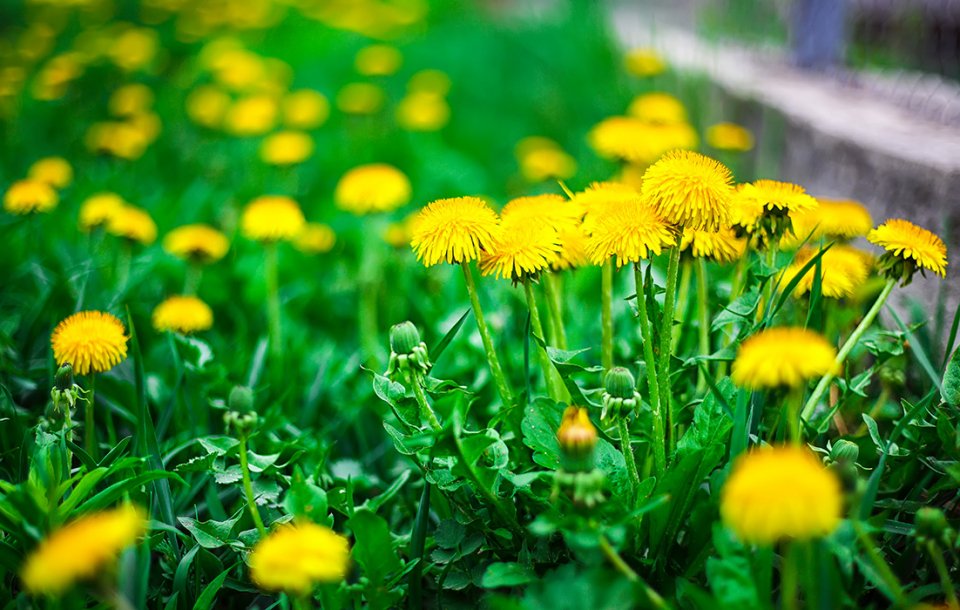 yellow-dandelion-flower-2021-08-26-16-23-15-utc-1.jpg